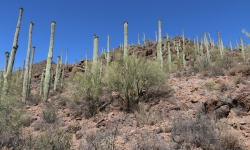 Tuscon Mountain Park