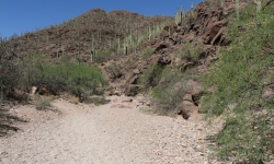 Tucson Mountain Park