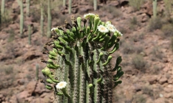 saguaro in bloom