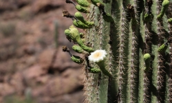 saguaro cacti in bloom