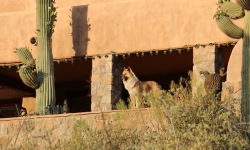 Dog at Blue Agave bed and breakfast