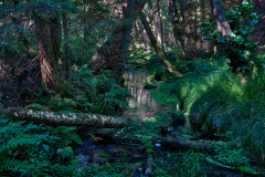 Stream-in-Forest-Bohemian-Switzerland