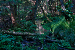 Stream-in-Forest-Bohemian-Switzerland Stream-in-Forest-Bohemian-Switzerland