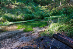 Water-and-grass-Bohemian-Switzerland