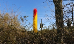 Glass art at DBG in Phoenix