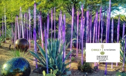 Chihuly purple piece at Desert Botanical Garden Chihuly purple piece at Desert Botanical Garden