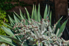 El-Portal-front-garden