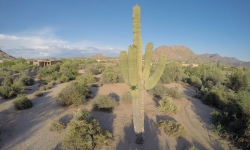 Aerial cactus photo