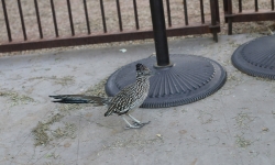 IMG_0934_1 IMG_0934_1