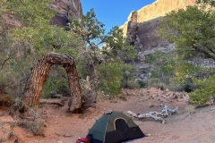 Tent at Tree Arch