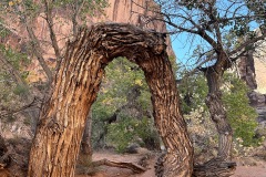 Tree Arch 2