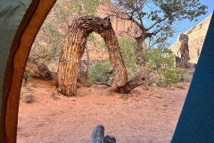 Looking at Tree Arch from tent