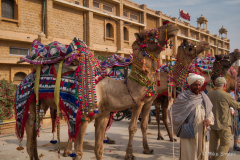 Camels-in-Jaisalmer copy