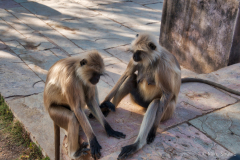 Monkey-couple-conversation copy