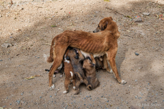 Pups nursing on momma dog copy