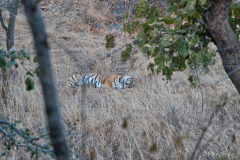 Sleeping tiger copy