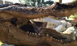 Kitten in the mouth of an alligator