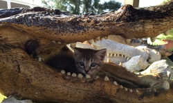 Kitten in the mouth of an alligator Kitten in the mouth of an alligator