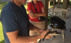 Holding baby alligator