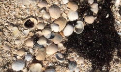 Seashells on Rutherford Beach