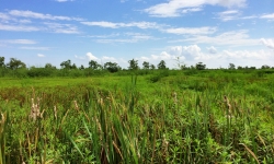 Pintail Wildlife refuge