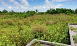 Pintail Wildlife boardwalk