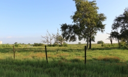 Airboat and Alligators property