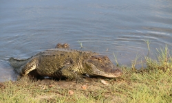 Louisiana alligator