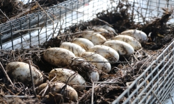 Alligator eggs Alligator eggs