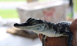 holding baby alligator