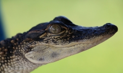 baby alligator