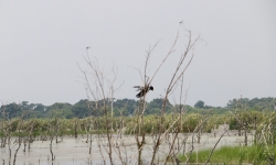 Swamp birds in Louisiana