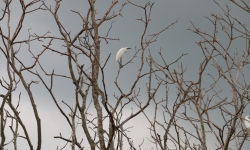 IMG_5980 IMG_5980