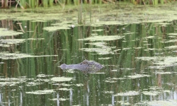 IMG_6005 IMG_6005