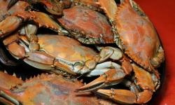 Fresh Louisiana crab