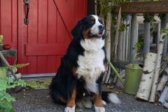 Guard-Dog-at-Run-of-the-River Guard-Dog-at-Run-of-the-River