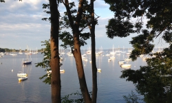 Camden Harbor through trees