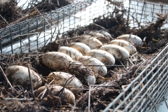 Alligator-Farm-eggs