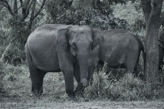 BW-Elephant-in-Sri-Lanka