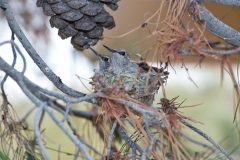 Baby-hummingbirds