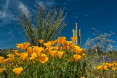 Close-up-Poppies