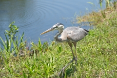 Everglades-NP-bird