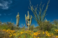 Giant-Saguaro-with-wildflowers