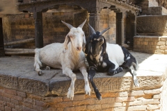 Goats-posing-in-Nepal-2