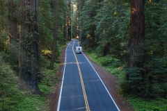 Road-through-the-redwoods-3