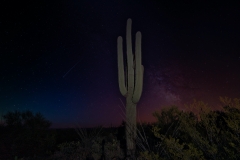 Saquaro-Cacti-at-night-with-stars