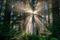 Sun-shining-through-the-Redwoods