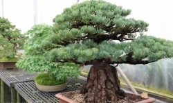 Brussel's Bonsai Nursery in DeSoto