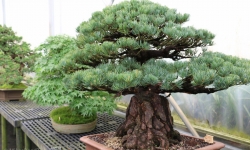 Brussel's Bonsai Nursery in DeSoto Brussel's Bonsai Nursery in DeSoto