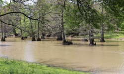 Spruce trees in Indianola